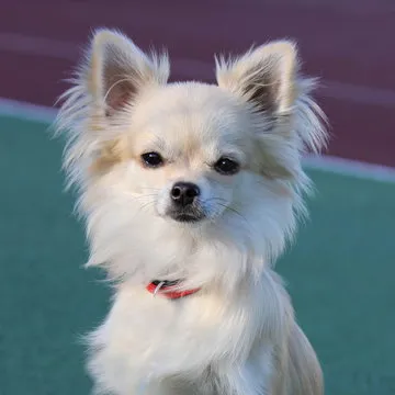 数据分析师肖像